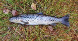 Regne ut K-faktor for ørret