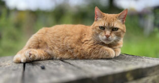 Regn om fra katteår til menneskeår