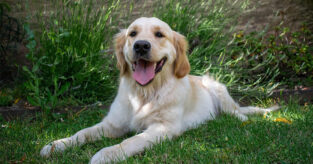 Slik regner du ut antall hundeår